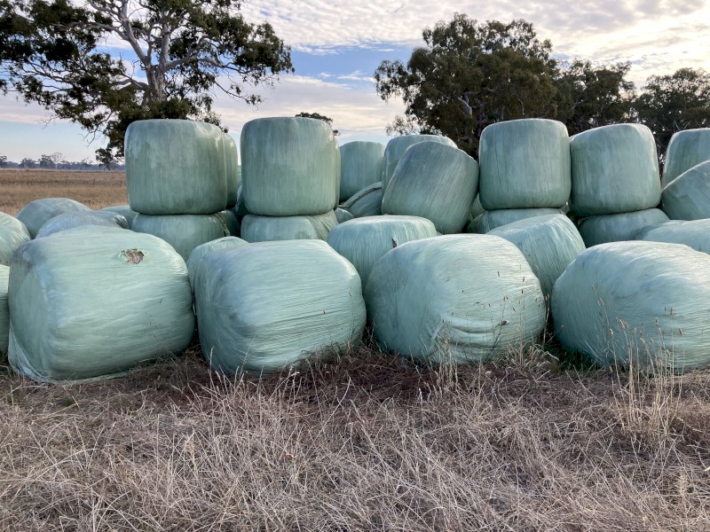 Mixed pasture silage