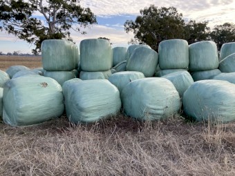 Mixed pasture silage