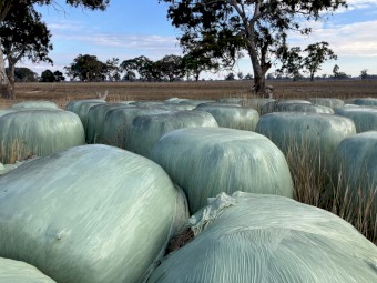Mixed pasture silage