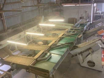 EDP vegetable sorting and packing line