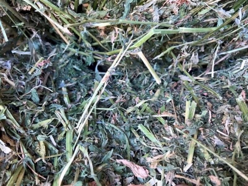 Lucerne rye