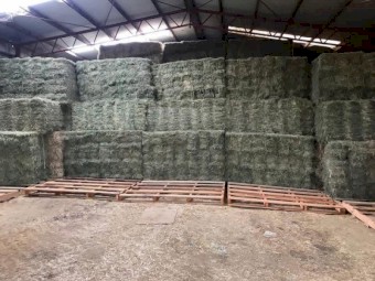 Lucerne rye