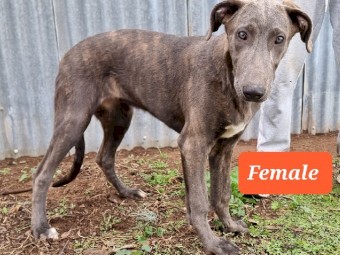 Staghound pups for sale 