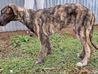 Staghound pups for sale 