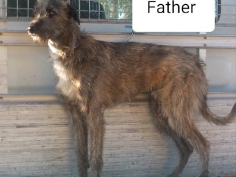 Staghound pups for sale 