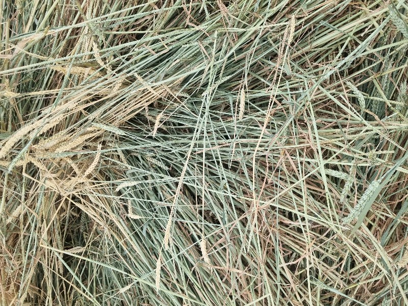 Awnless Wheaten Hay Round Bales
