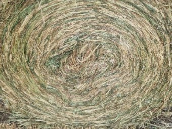 Awnless Wheaten Hay Round Bales