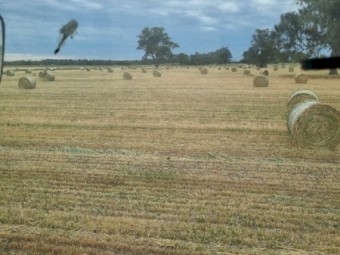 Awnless Wheaten Hay Round Bales