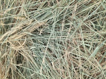 Awnless Wheaten Hay Round Bales