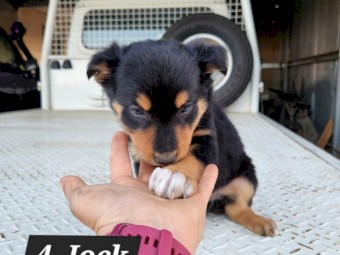 5 - Kelpie Collie x Kelpie pups