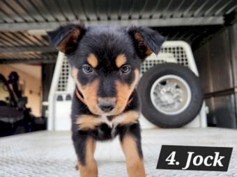 5 - Kelpie Collie x Kelpie pups
