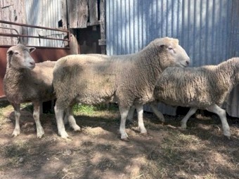 Dorset Rams