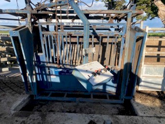 Thomson Longhorn Cattle crush