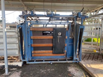 Thomson Longhorn Cattle crush