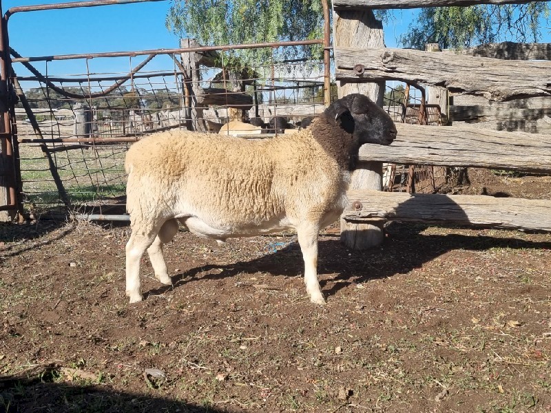 Dorper rams for sale