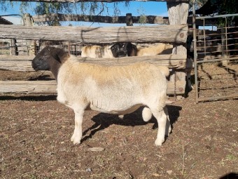Dorper rams for sale