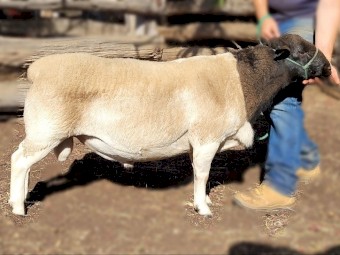 Dorper rams for sale