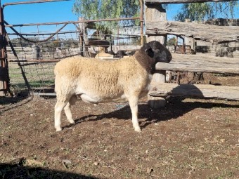 Dorper rams for sale