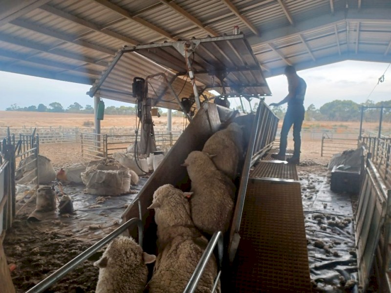 Perkinz 3 Stand Crutching Trailer