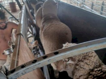 Perkinz 3 Stand Crutching Trailer