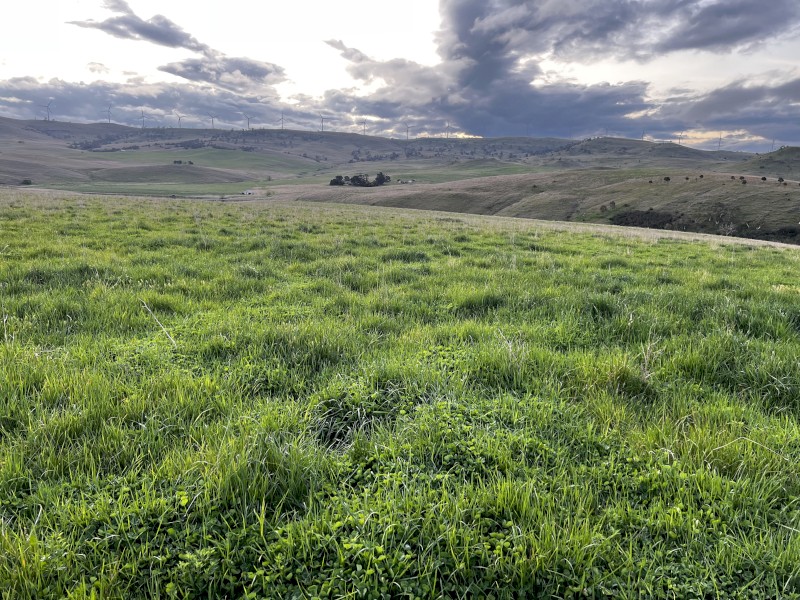 WANTED Victorian Ryegrass