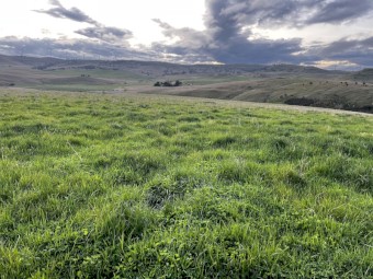 WANTED Victorian Ryegrass