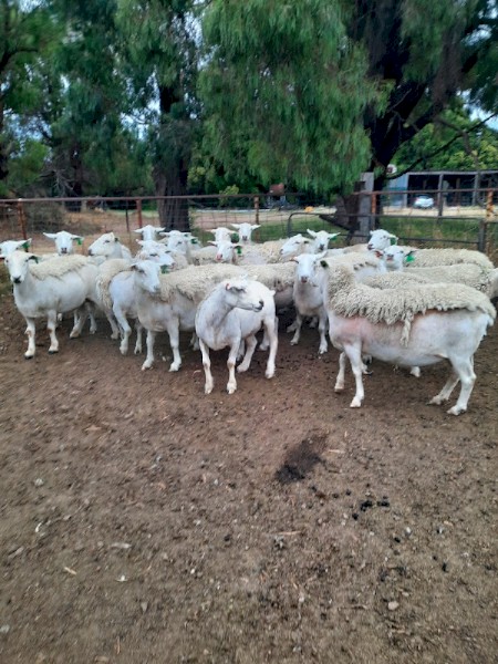 2018 Drop White Dorper Ewes