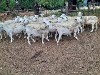 2018 Drop White Dorper Ewes