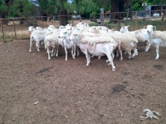 2018 Drop White Dorper Ewes