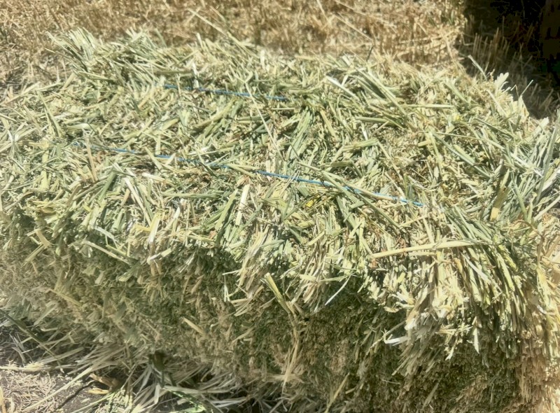 Barley Hay Small Squares Bales