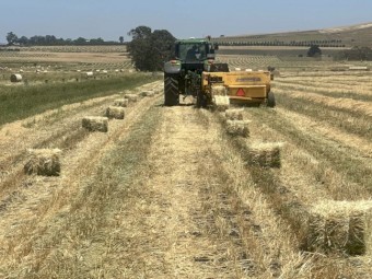 Barley Hay Small Squares Bales
