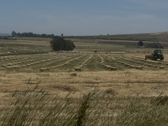 Barley Hay Small Squares Bales