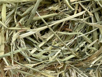 Barley Hay Small Squares Bales