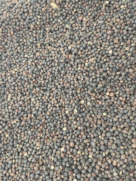 25mt Vetch Seed