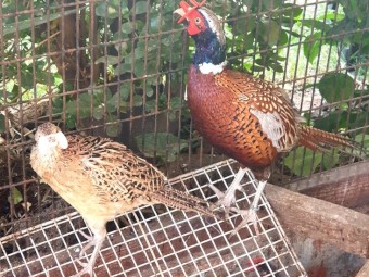 Pheasants for sale 