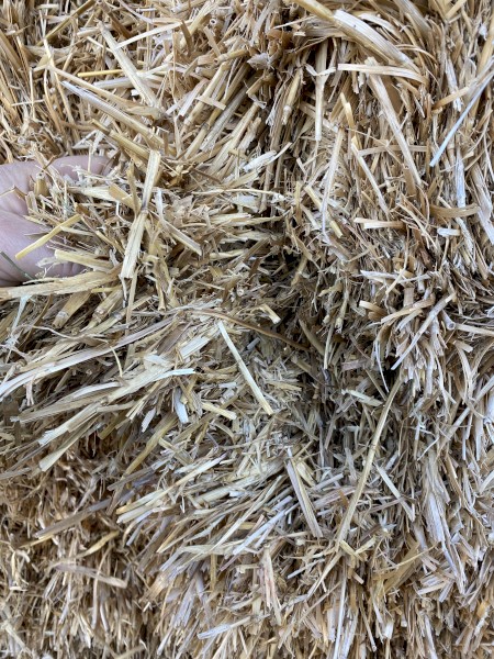 Barley Straw 