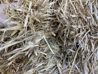 Barley Straw 