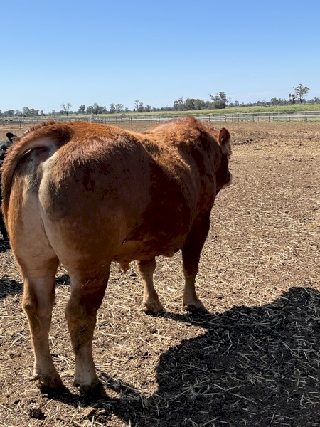 3 Year Old Limousine Bulls x2