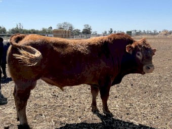3 Year Old Limousine Bulls x2