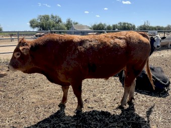 3 Year Old Limousine Bulls x2