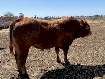3 Year Old Limousine Bulls x2