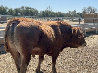 3 Year Old Limousine Bulls x2