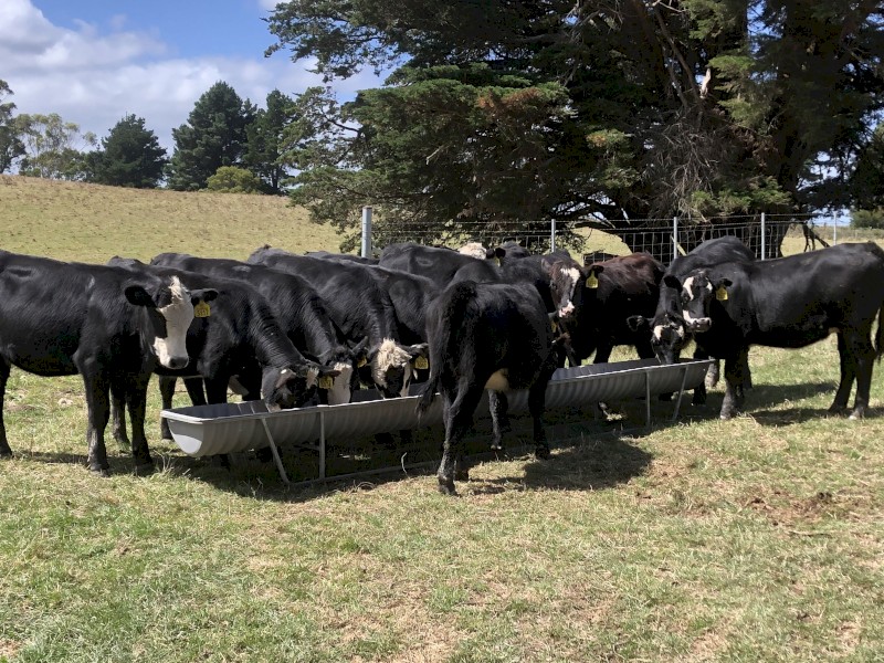 20 x Black Baldy Steers