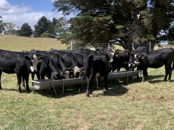 20 x Black Baldy Steers