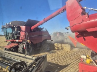 Harvest work wanted