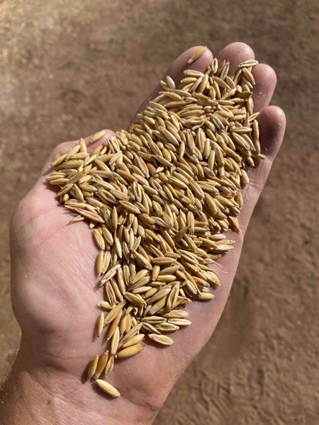 westland survival oat seeds