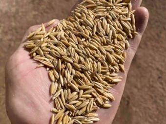 Yarran Oats Seed