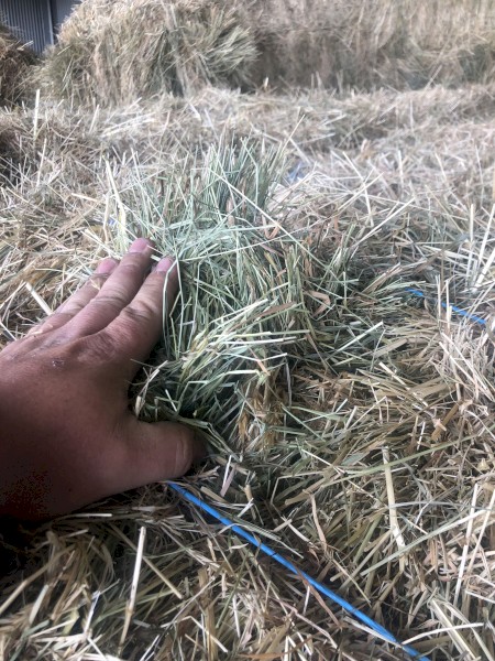 1000 x Rye Grass & Clover Small Squares