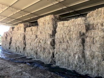 1000 x Rye Grass & Clover Small Squares