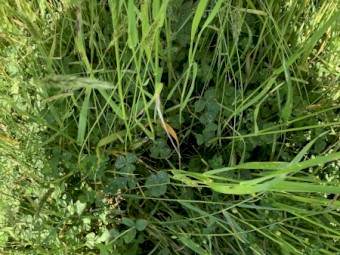 1000 x Rye Grass & Clover Small Squares